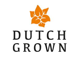 Dutch Grown screenshot